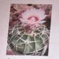 Photo of the plant species Devil's Pincushion by @LucentGinseng47 named Kylie on Greg, the plant care app