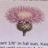 Photo of the plant species American Basket-Flower by @LucentGinseng47 named Morgan Treeman on Greg, the plant care app