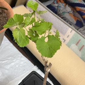 Photo of the plant species Vitis Vinifera by @RestfulKaramu named Dolores on Greg, the plant care app