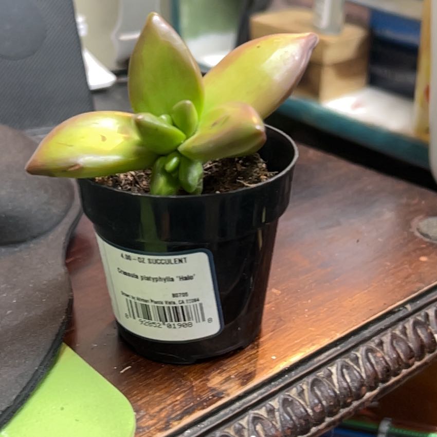 Photo of the plant species succulent by @PalpableLime named Anne on Greg, the plant care app