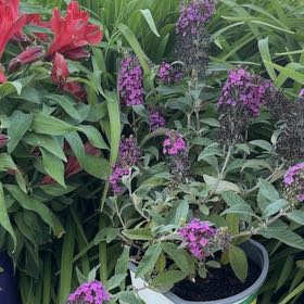 Photo of the plant species Orange Eye Butterflybush by @DistinctGray named Shakira on Greg, the plant care app