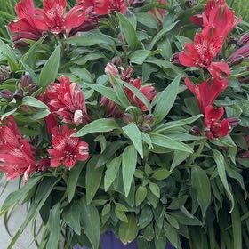 Photo of the plant species Peruvian-Lily by @DistinctGray named Bruce Lee on Greg, the plant care app