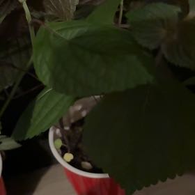 Photo of the plant species Crabweed by @FunnyFicus88 named Messi on Greg, the plant care app