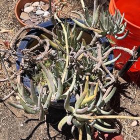 Photo of the plant species Pig's Ear by @OniBee named Kendall on Greg, the plant care app