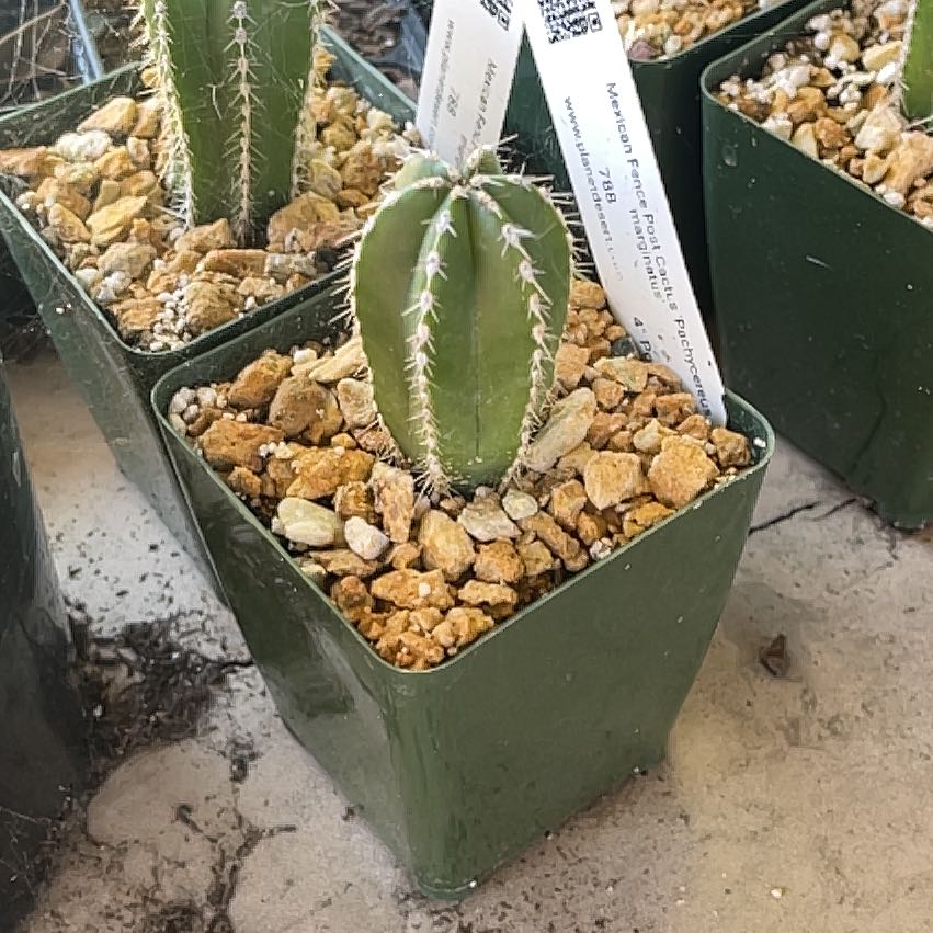 Photo of the plant species Mexican Fence Post Cactus 'Album' by @OniBee named Athena on Greg, the plant care app