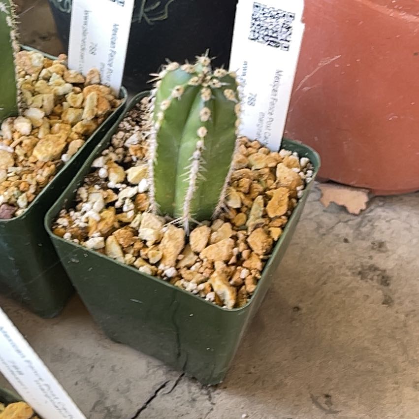 Photo of the plant species Mexican Fence Post Cactus 'Album' by @OniBee named Rosa on Greg, the plant care app