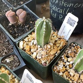 Photo of the plant species Mexican Fence Post Cactus 'Album' by @OniBee named Nemo on Greg, the plant care app