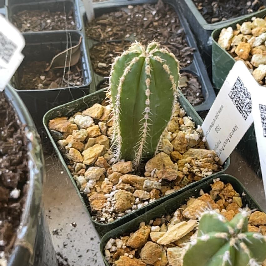 Photo of the plant species Mexican Fence Post Cactus 'Album' by @OniBee named Anne on Greg, the plant care app