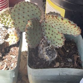 Photo of the plant species Blind Prickly Pear by @OniBee named Terra on Greg, the plant care app