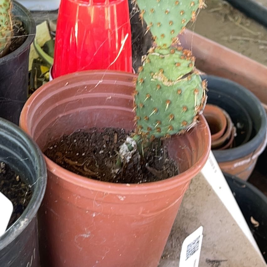 Photo of the plant species Opuntia Macrocentra by @OniBee named Peter Parker on Greg, the plant care app