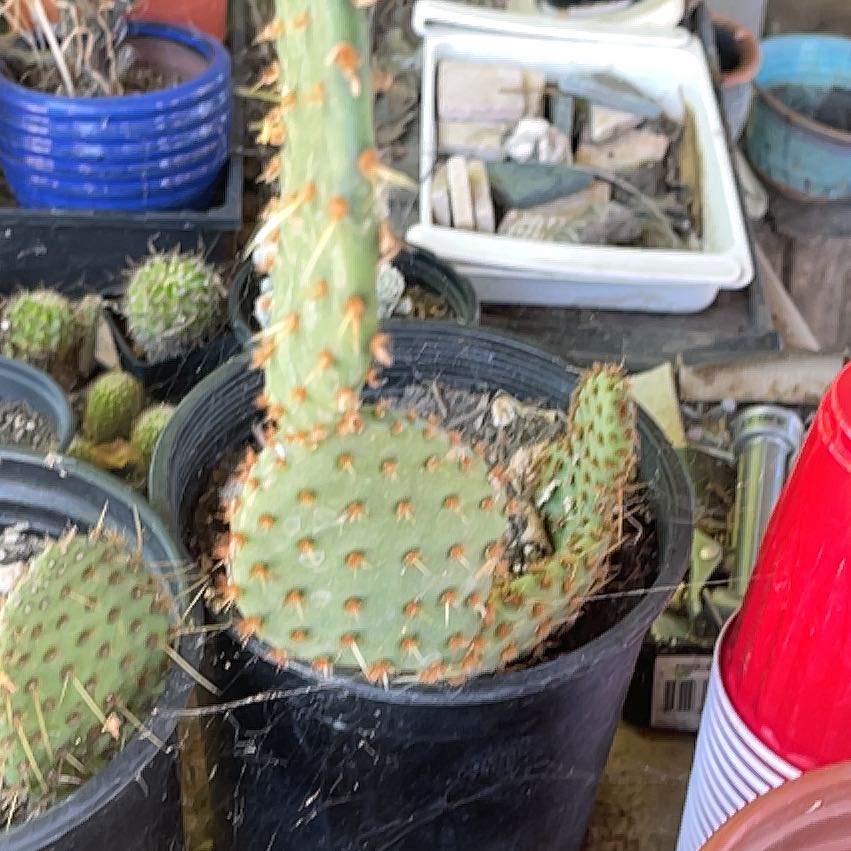 Photo of the plant species Violet Prickly Pear by @OniBee named Lebron on Greg, the plant care app