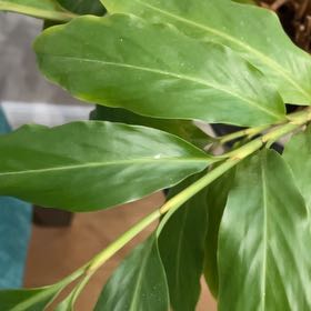 Photo of the plant species Butterfly Ginger by @GemIcarus6 named Emerson on Greg, the plant care app