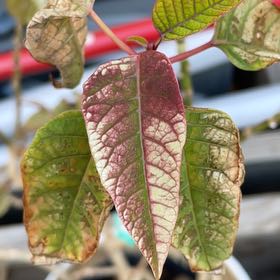 Photo of the plant species Western Poison-Oak by @GemIcarus6 named Duke on Greg, the plant care app