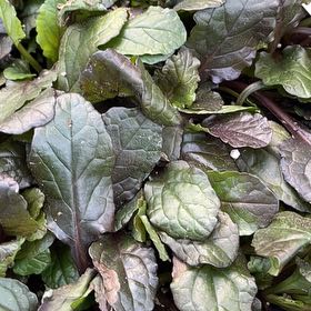 Photo of the plant species Blue Bugle by @GemIcarus6 named Sherlock on Greg, the plant care app