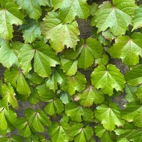 Photo of the plant species Japanese Creeper by @GemIcarus6 named Xena on Greg, the plant care app