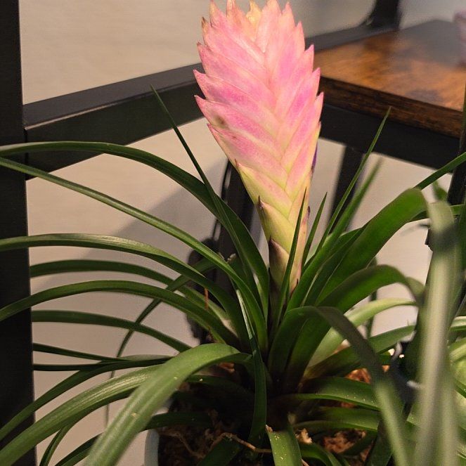 Photo of the plant species Pink Quill by @FavoredMastic51 named Gomez on Greg, the plant care app