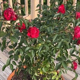 Photo of the plant species Miniature Rose by @ProCoralaloe43 named Marilyn on Greg, the plant care app