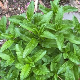 Photo of the plant species Garden Speedwell by @JuicyTwister named Shakira on Greg, the plant care app