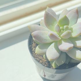 Photo of the plant species Sedeveria 'Lilac Mist' by @GrowingChia20 named Bing bong on Greg, the plant care app