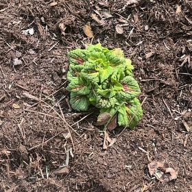 Photo of the plant species Common Primrose by @SaviorTeatree29 named Zion on Greg, the plant care app