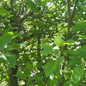 Photo of the plant species Apple by @SaviorTeatree29 named Clooney on Greg, the plant care app