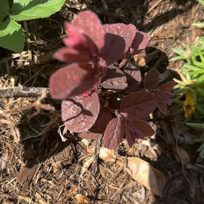 Photo of the plant species Chinese Fringe Flower by @SaviorTeatree29 named Hemingway on Greg, the plant care app