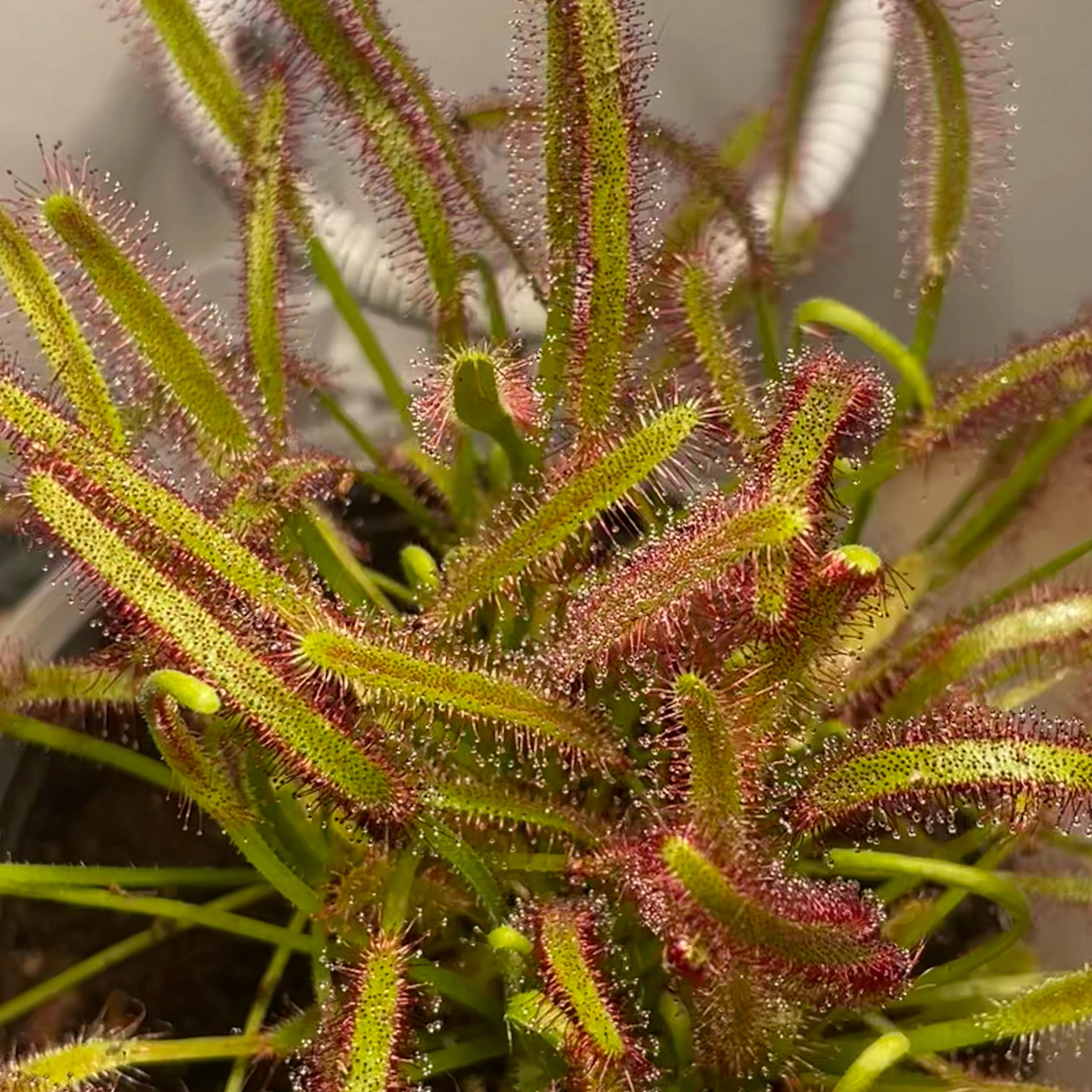 Photo of the plant species Cape Sundew by @TopSapote18 named Zeke on Greg, the plant care app