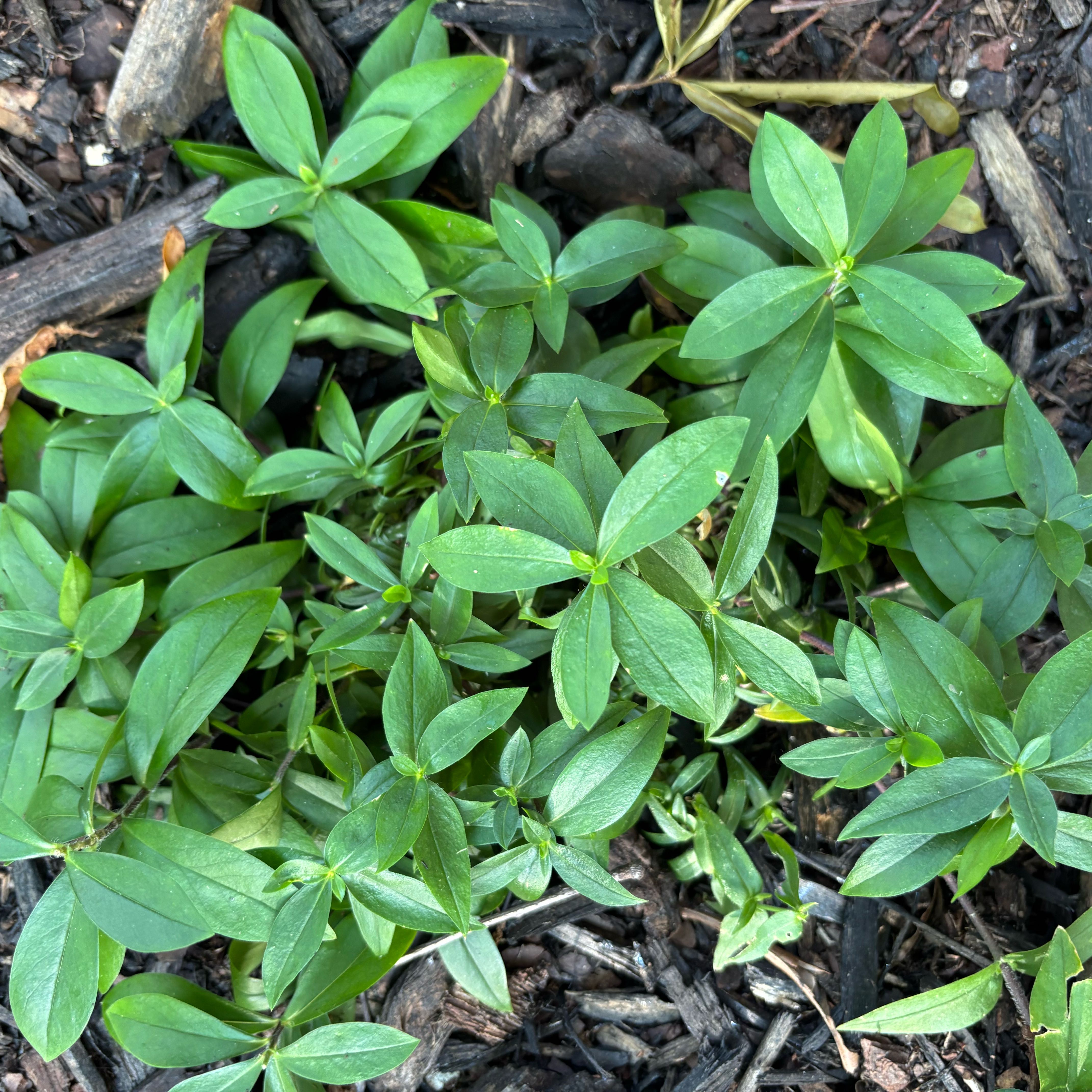 Photo of the plant species Virginia Buttonweed by @NurseAloepepe13 named Miley on Greg, the plant care app