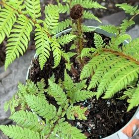 Photo of the plant species Australian Brake by @NurseAloepepe13 named Bruce Lee on Greg, the plant care app