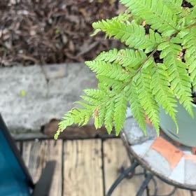 Photo of the plant species Australian Brake by @NurseAloepepe13 named Dolores on Greg, the plant care app