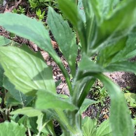 Photo of the plant species Wrinkleleaf Goldenrod by @PiousOakmoss9 named Wall-E on Greg, the plant care app