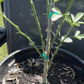 Photo of the plant species Hardy Orange by @DinkumPuka58 named Foxxy on Greg, the plant care app