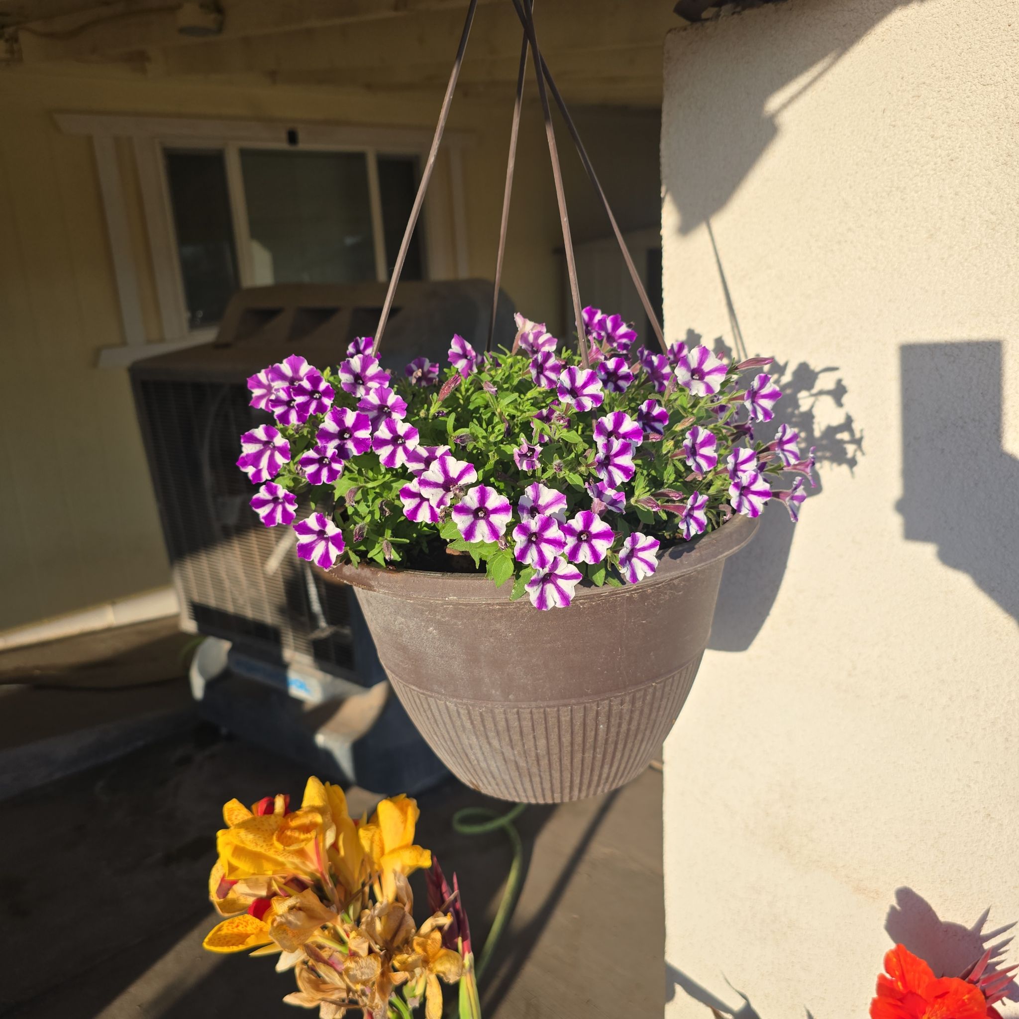 Photo of the plant species Supertunia Mini Vista Violet Star by @MellowCaraway60 named Taylor Swift on Greg, the plant care app