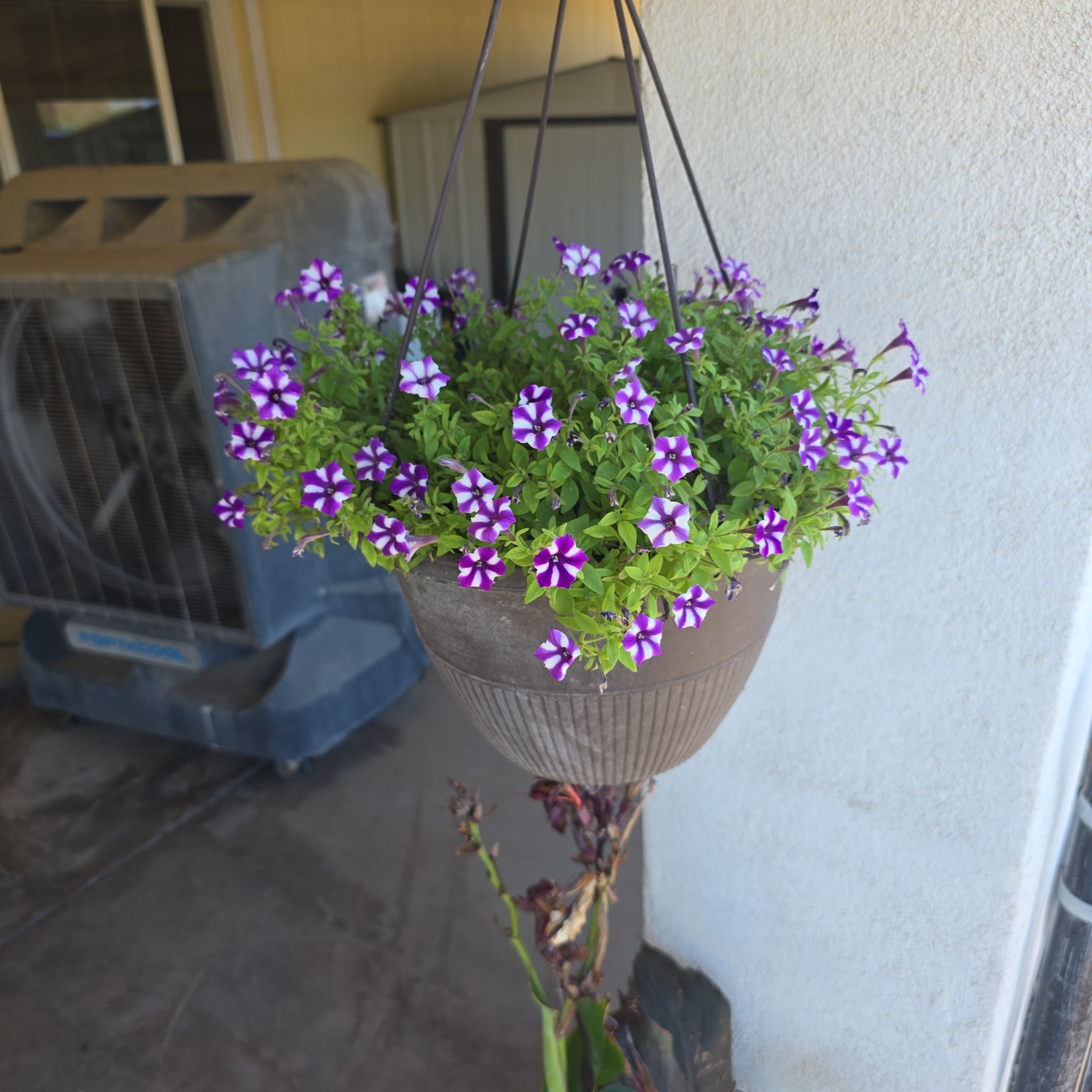Photo of the plant species Supertunia Mini Vista Violet Star by @MellowCaraway60 named Taylor Swift on Greg, the plant care app