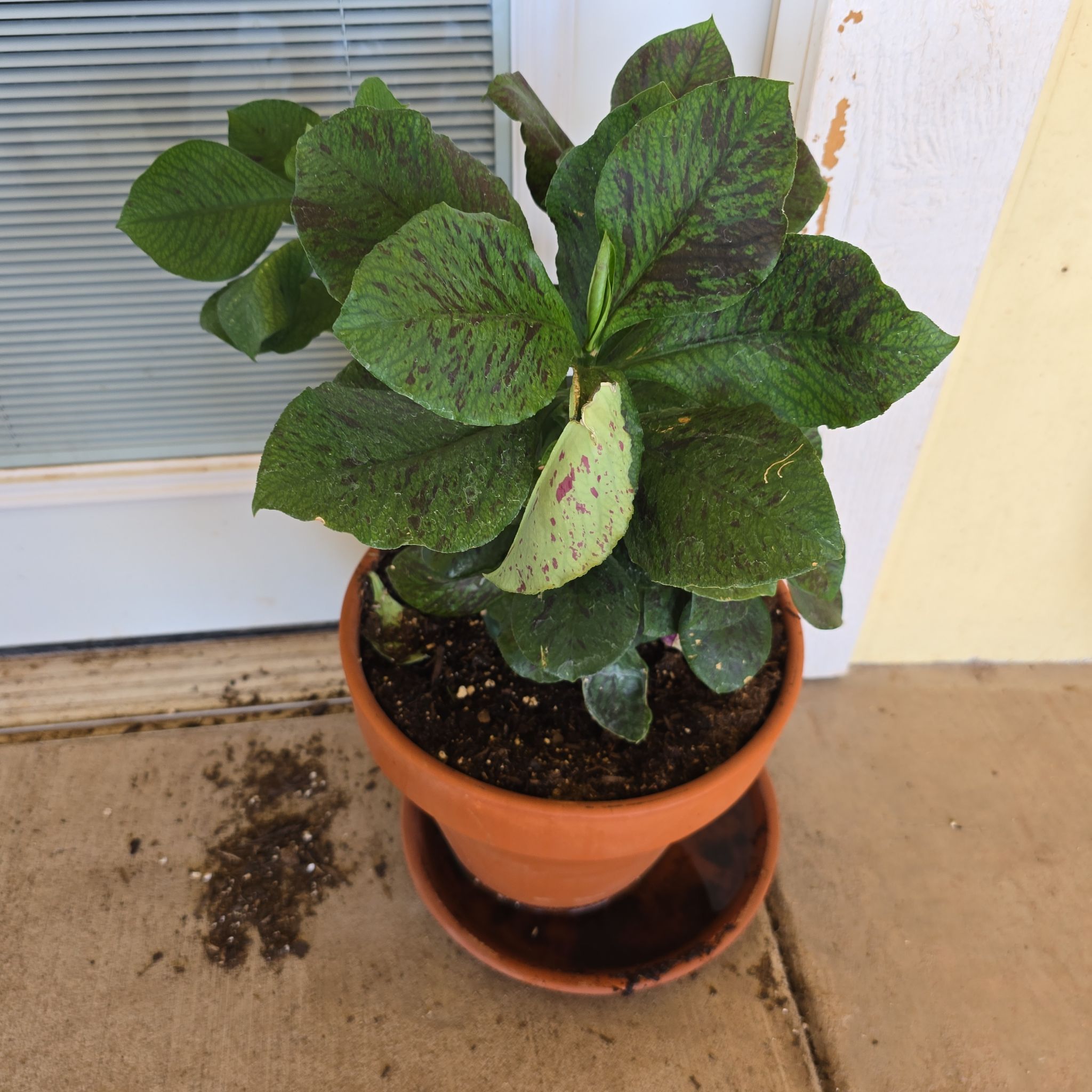 Photo of the plant species African poinsettia by @MellowCaraway60 named Denali on Greg, the plant care app
