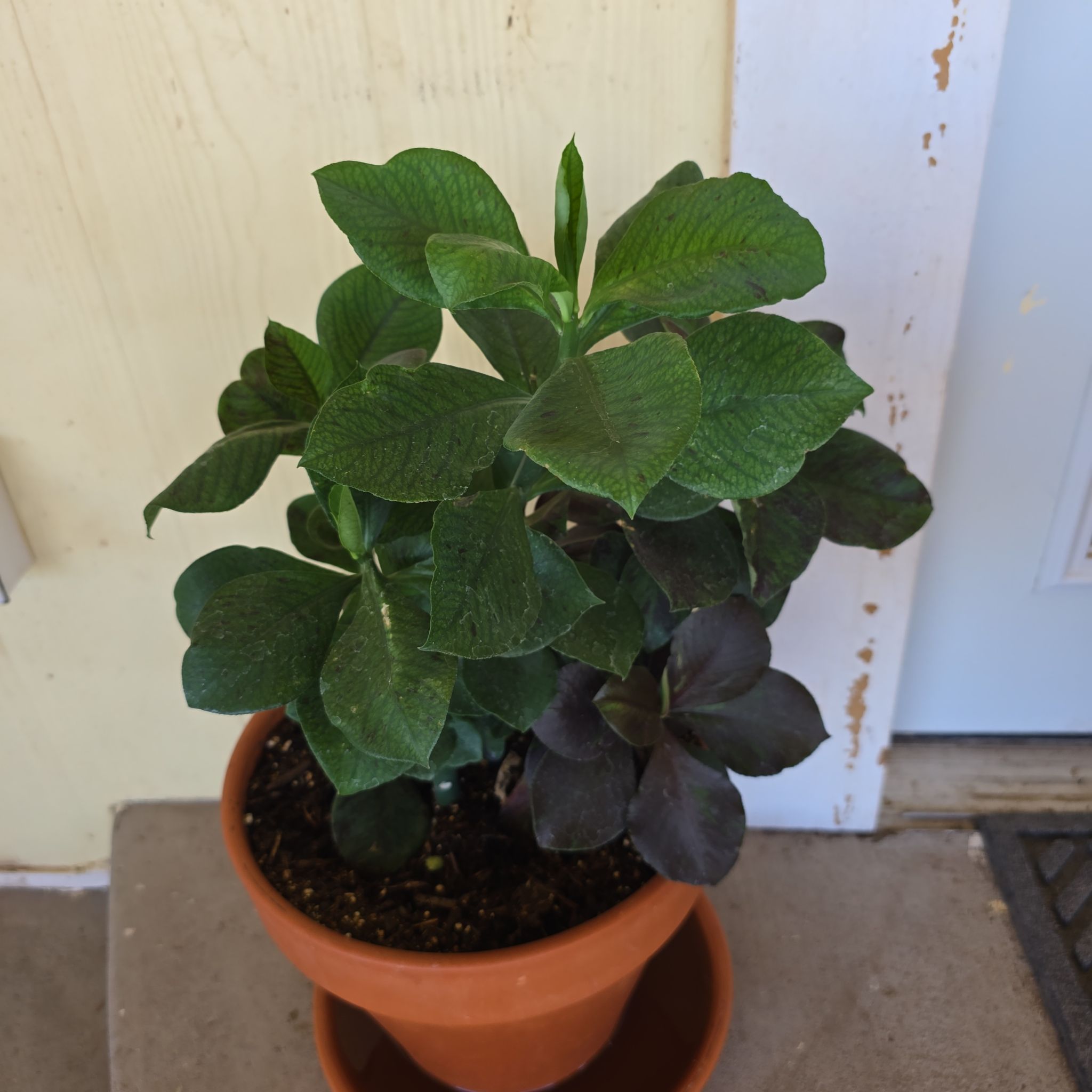 Photo of the plant species African poinsettia by @MellowCaraway60 named James Dean on Greg, the plant care app