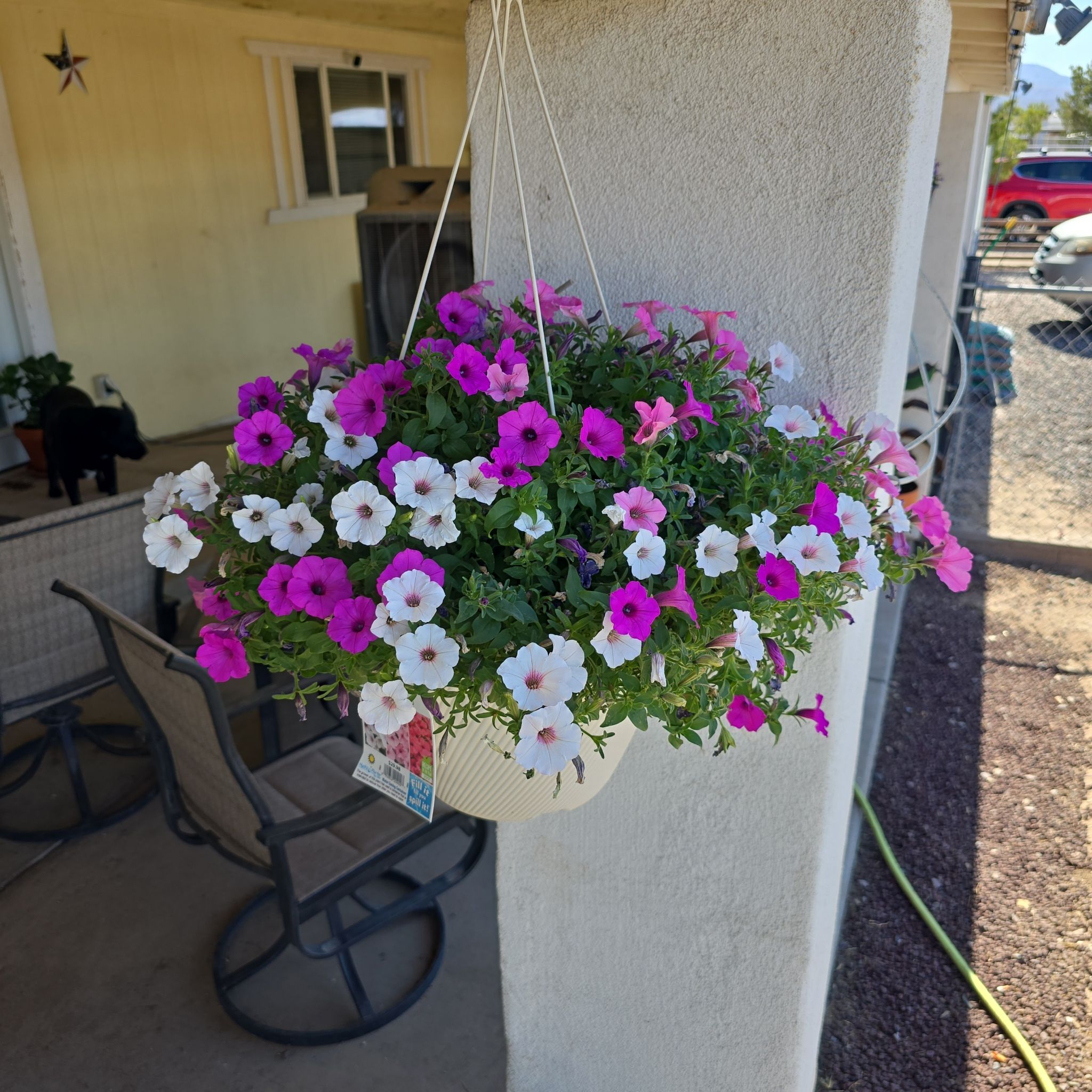 Photo of the plant species Petunia 'Supertunia Vista Bubblegum' by @MellowCaraway60 named Luna on Greg, the plant care app