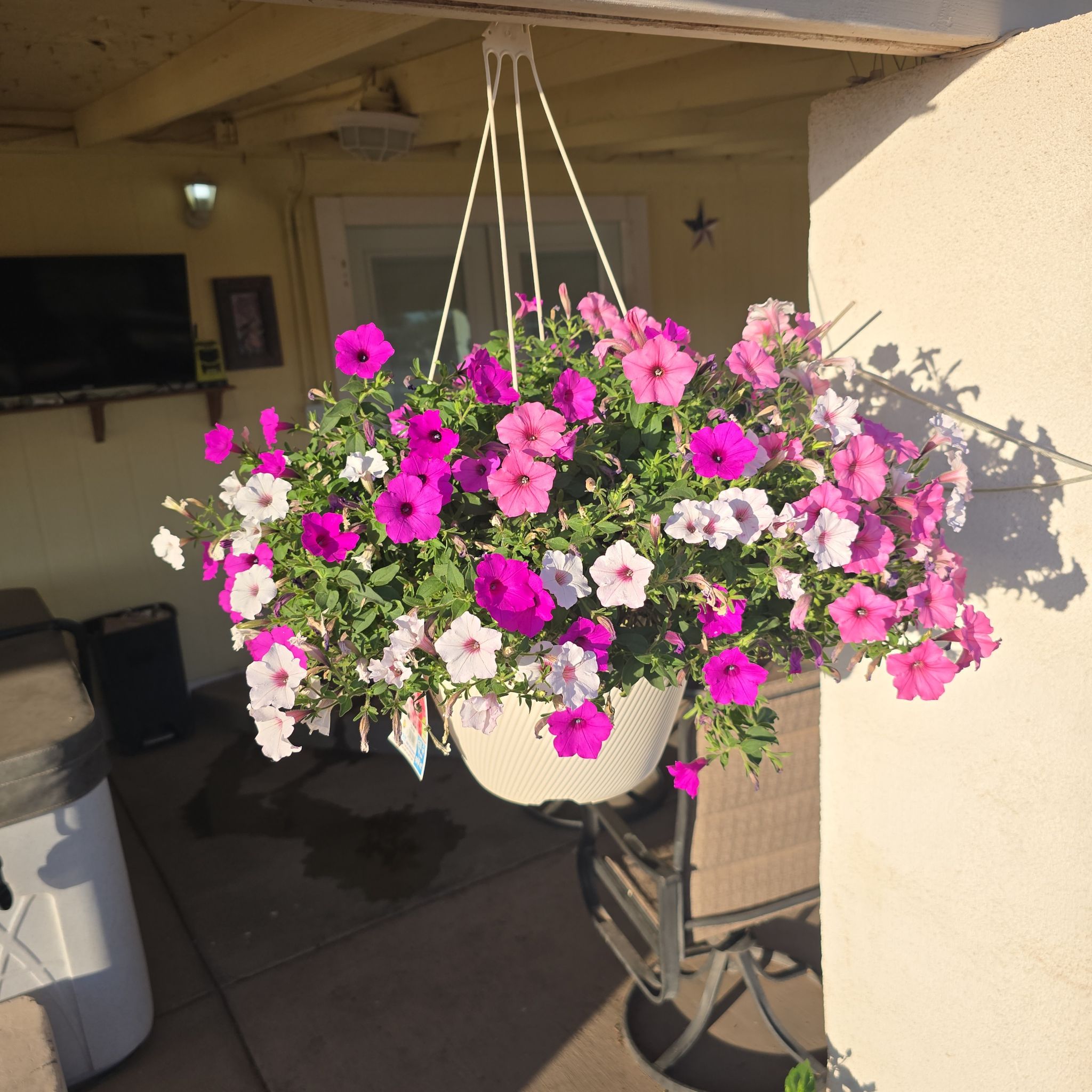 Photo of the plant species Petunia 'Supertunia Vista Bubblegum' by @MellowCaraway60 named Luna on Greg, the plant care app