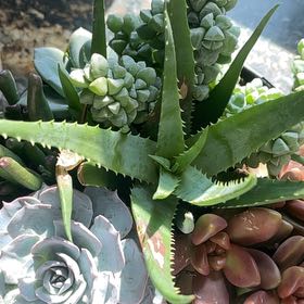 Photo of the plant species Agave Shawii by @SharpCorn66 named Miley on Greg, the plant care app