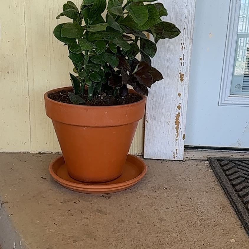 Photo of the plant species African poinsettia by @ManlySquash84 named Forrest on Greg, the plant care app