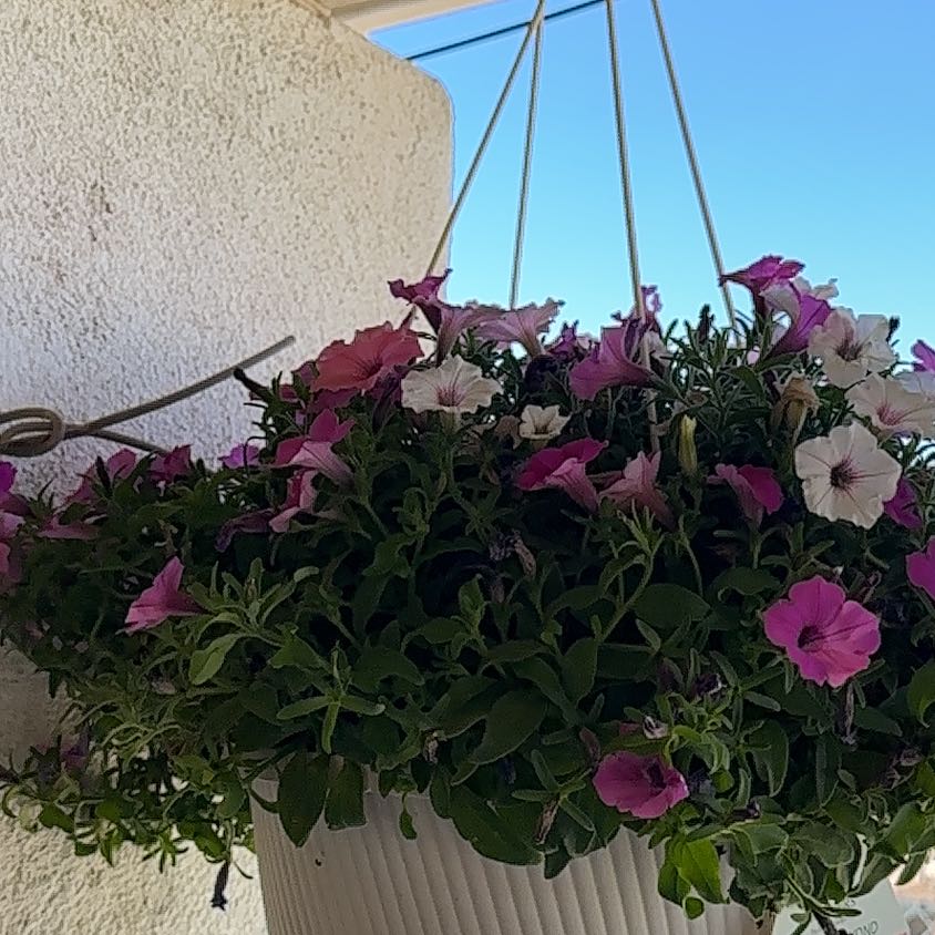 Photo of the plant species Supertunia Vista Fuchsia by @ManlySquash84 named Diana on Greg, the plant care app