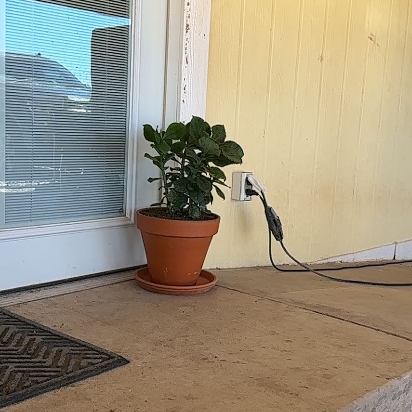 Photo of the plant species African poinsettia by @ManlySquash84 named Girlfrond on Greg, the plant care app