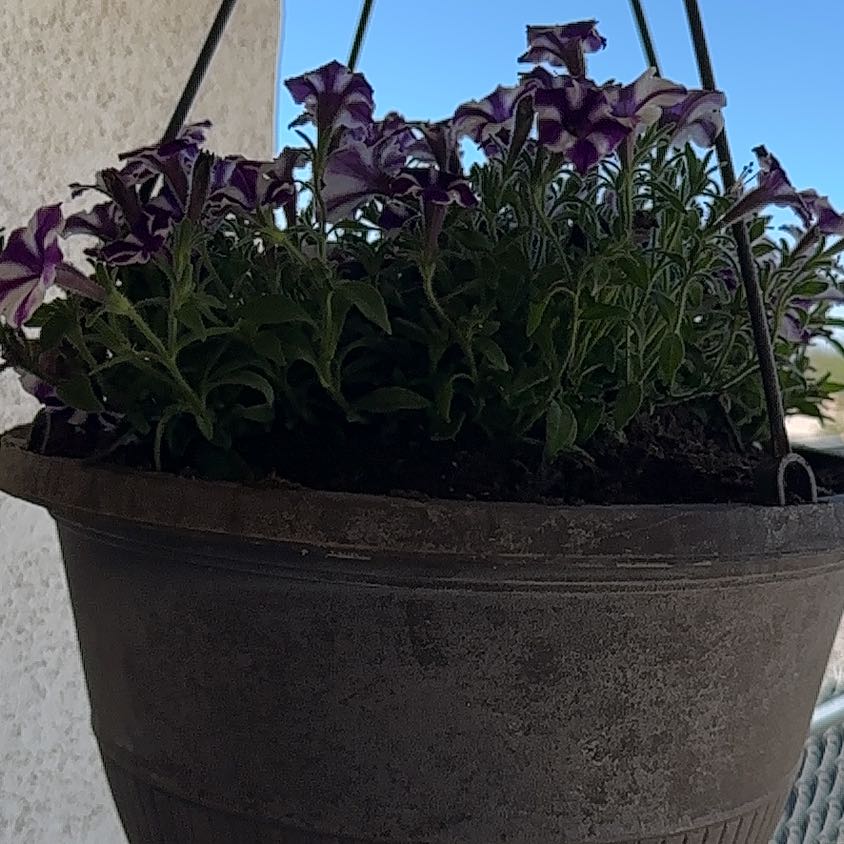 Photo of the plant species Supertunia Mini Vista Indigo by @ManlySquash84 named Fernie Mac on Greg, the plant care app