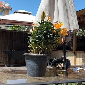 Photo of the plant species Easter Lily by @HelperKahikatea named Prince on Greg, the plant care app