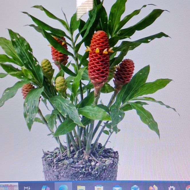 Photo of the plant species Beehive Ginger by @MatchlessSuncup named Bieber on Greg, the plant care app