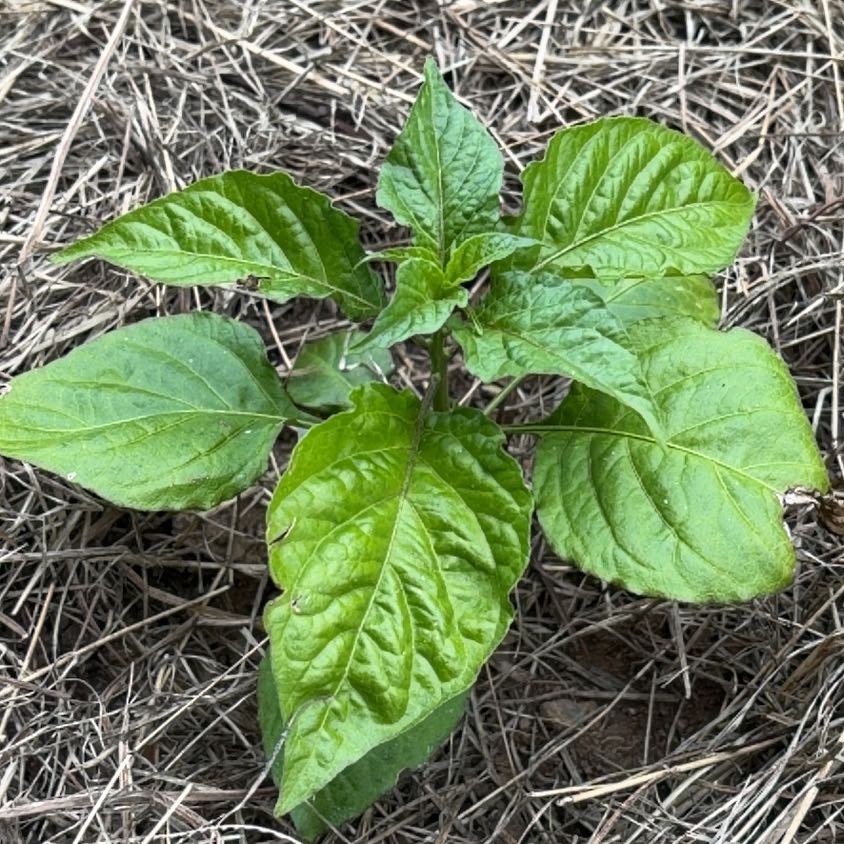 Photo of the plant species Ghost Pepper by @ZealCoconut11 named Plato on Greg, the plant care app
