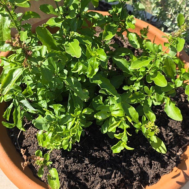 Photo of the plant species Blue Plumbago by @ComicCorrea25 named Sol on Greg, the plant care app