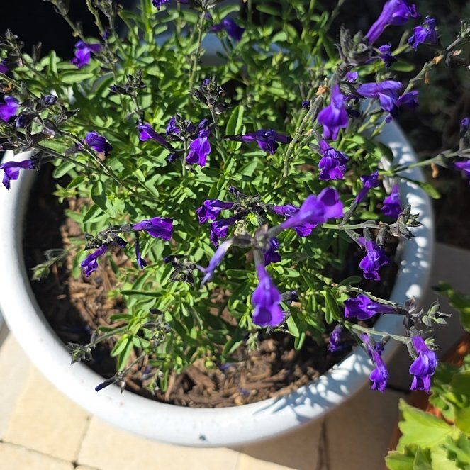 Photo of the plant species Autumn Sage by @ComicCorrea25 named Navajo on Greg, the plant care app