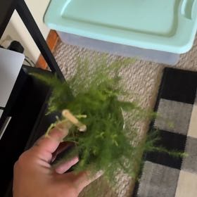 Photo of the plant species Spiky Bog-Moss by @FunAirplant99 named Ronaldo on Greg, the plant care app