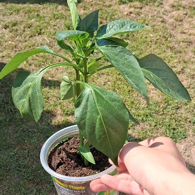 Photo of the plant species Bonnie green bell pepper by @BusyWaxvine97 named Bonnie on Greg, the plant care app